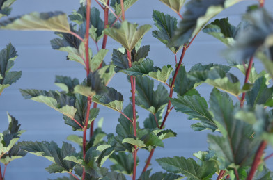 Physocarpus opulifolius ´ Red Baron ´ Clt.3 40-60cm