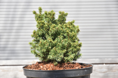 Picea glauca ´ Alberta Globe ´ Clt.7,5 20-30 cm