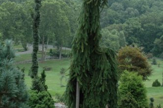 Picea abies ´ Frohburg ´ Clt.12 125-150 cm