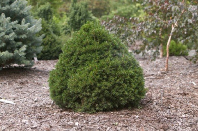 Picea abies ´ Tompa ´  K2,5