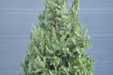 Picea omorika, RB, 130 cm