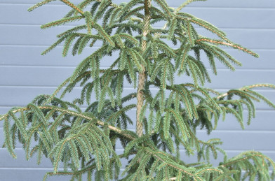 Picea orientalis ´ Aureospicata ´ Clt.10 100-120 cm