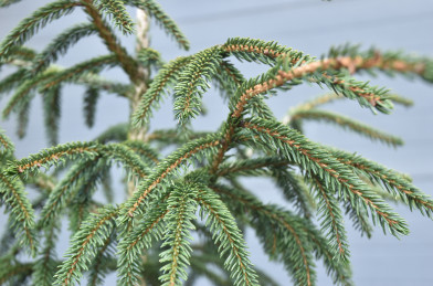Picea orientalis ´ Aureospicata ´ Clt.35 140-150 cm