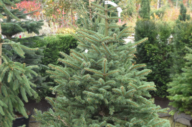 Picea pungens, RB, 190 cm