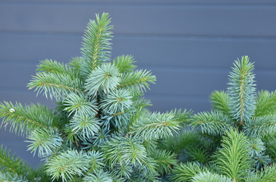 Picea sitchensis ´ Tenas ´ Clt.7,5 40-50 cm