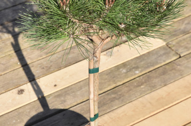 Pinus densiflora ´ Low Glow ´ LV9 Mini Štandard