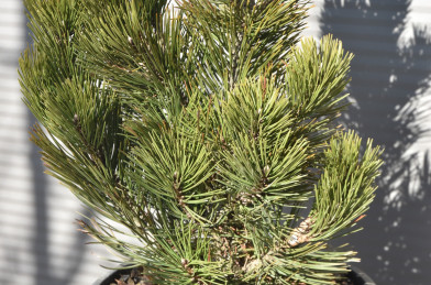 Pinus leucodermis ´ Compact Gem ´ Clt. 10