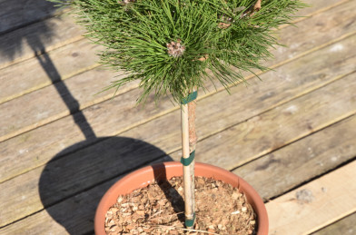 Pinus mugo ´ Benjamin ´ LV9 Mini Štandard