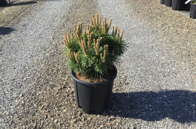 Pinus mugo ´ Benjamin ´ Clt.10