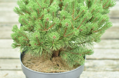Pinus mugo ´ Ophir ´ Clt.7,5