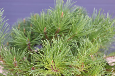 Pinus mugo ´ Pumilio ´ Clt.5-7,5 20-30 cm
