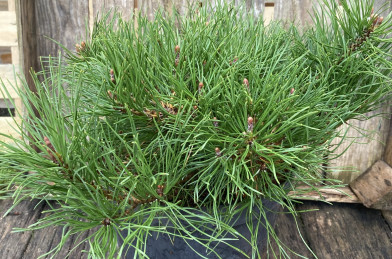 Pinus mugo ´ Pumilio ´ Clt.7,5 20-30 cm
