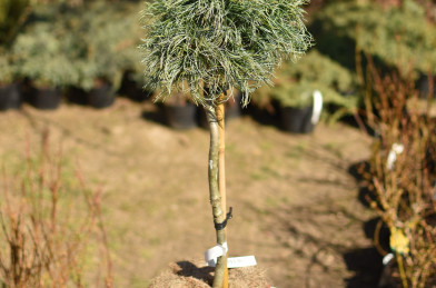 Pinus strobus ´ Green Twist ´ Clt.5 Mini Standard