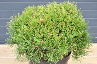 Pinus densiflora ´ Low Glow ´ Clt.10 30-40 cm