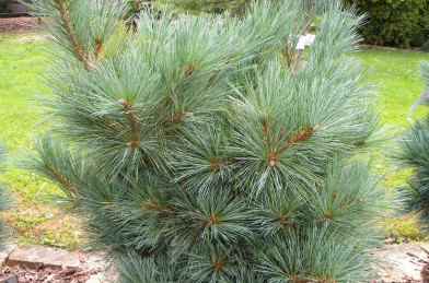 Pinus flexilis ´ Pygmaea ´ Clt.10 40-50 cm