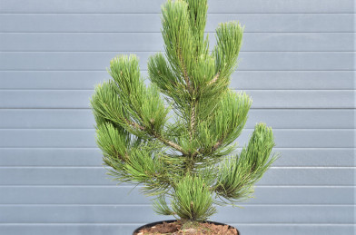 Pinus heldreichii ´ Satellit ´ Clt.10 40-50 cm