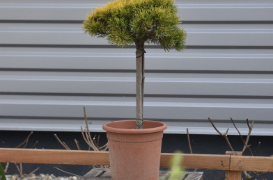 Pinus mugo ´ Carsten´s Wintergold ´ LV9 Mini Štandard