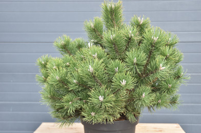 Pinus mugo ´ Gnom ´ Clt.12 40-50 cm