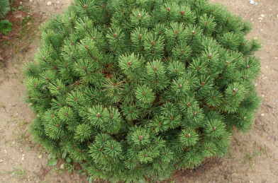 Pinus mugo ´ Mops ´ Clt.3 20-25 cm
