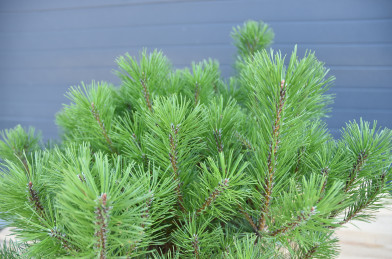 Pinus mugo ´ Pumilio ´ 20-30 RB