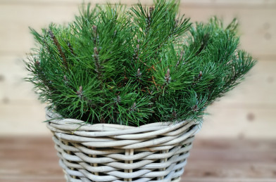 Pinus mugo ´ Pumilio ´ Clt.2 15-20