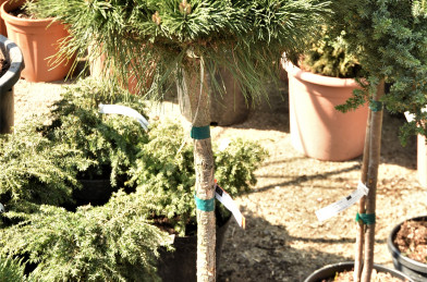 Pinus nigra ´ Brepo ´ Clt.20 1/2 F Štandard