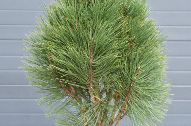 Pinus nigra ´ Pyramidalis ´ Clt.10