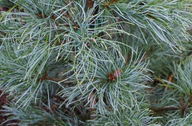 Pinus parviflora ´ Blauer Engel ´ Clt.18