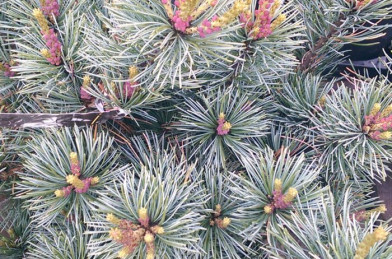 Pinus parviflora ´ Negishi ´ Clt.20 70-80 cm