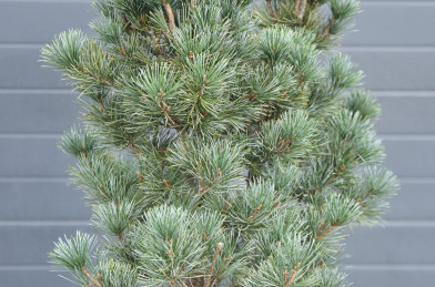Pinus parviflora ´ Negishi ´ Clt.7,5 50-60 cm