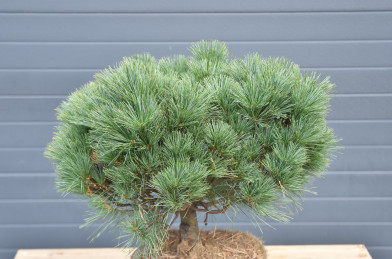 Pinus strobus ´ Bergman´s Mini ´ Clt.10 35-45 cm