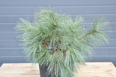 Pinus strobus ´ Blue Shag ´ Clt.7,5  30-40 cm
