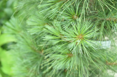 Pinus strobus ´ Fastigiata ´ Clt.10 90-100 cm