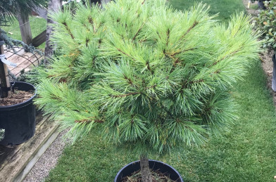 Pinus strobus ´ Minima ´ Clt.45l 60 cm kmienok