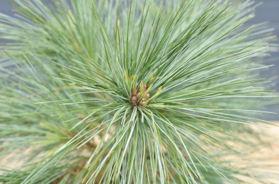 Pinus strobus ´ Radiata ´ Clt.7,5 30-40 cm