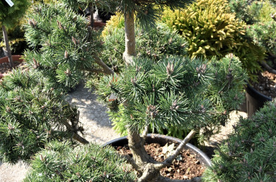 Pinus sylvestris Bonsai Clt.70 100-130 cm