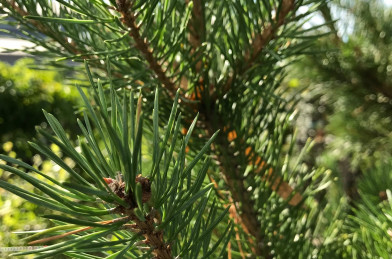 Pinus sylvestris Clt.35 300 cm +