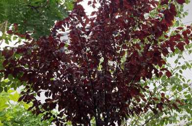 Prunus cerasifera ´ Pissardii ´ Clt.30 10/12 cm Štandard