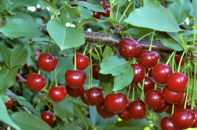 Prunus cerasus ´ Debreceni bötermo ´ podp. Mahalebka Clt.6,5 SADENE