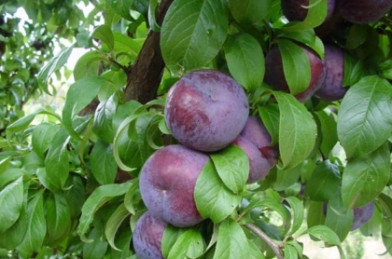 Prunus domestica Clt.6