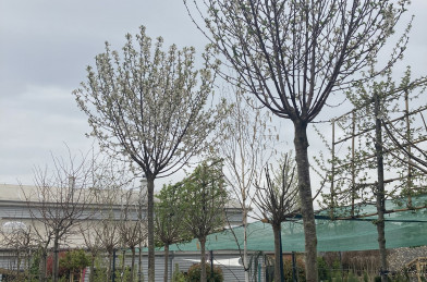 Prunus eminens ´ Umbraculifera ´ Clt. 55 12/14 cm