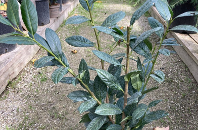 Prunus laurocerasus ´ Diana ´ Clt.2