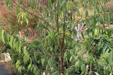Prunus serrula Clt.50 - viackmeň