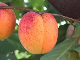 Prunus armeniaca ´ Bergeron ´  Clt.7,5 1/2 Štandard