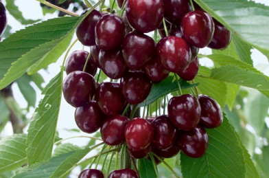 Prunus avium ´ Cordia ´ Clt.25