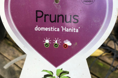 Prunus domestica ´ Hanita´ Clt5