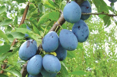 Prunus domestica ´ Stanley ´ Clt.10 1/2 Štandard