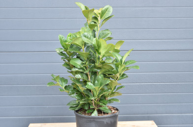 Prunus laurocerasus ´ Etna ´ ® Clt.10 50-60 cm
