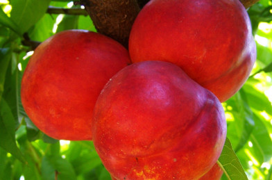 Prunus persica ´ Flavortop ´ Clt.7,5 1/2 Štandard