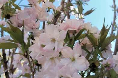 Prunus serrulata ´ Amonogawa ´ Clt.25 150-175 cm